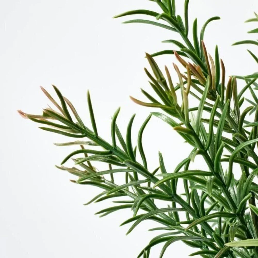 Small Pine Leaf Potted Arrangement - Threshold Studio McGee, Target 2022